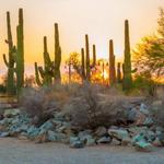 Riparian Preserve at Water Ranch