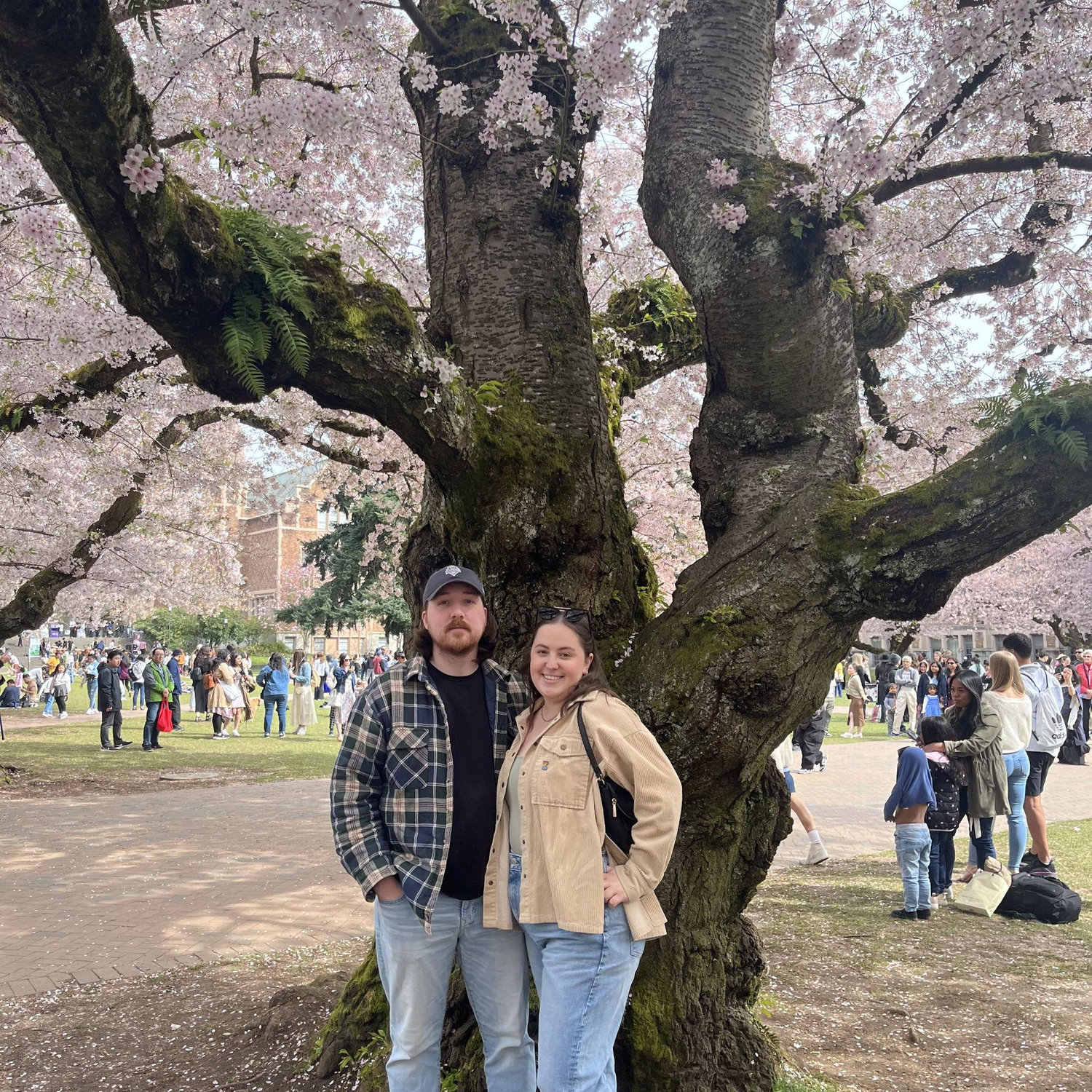 March 2024: The cherry blossoms at UW in Seattle