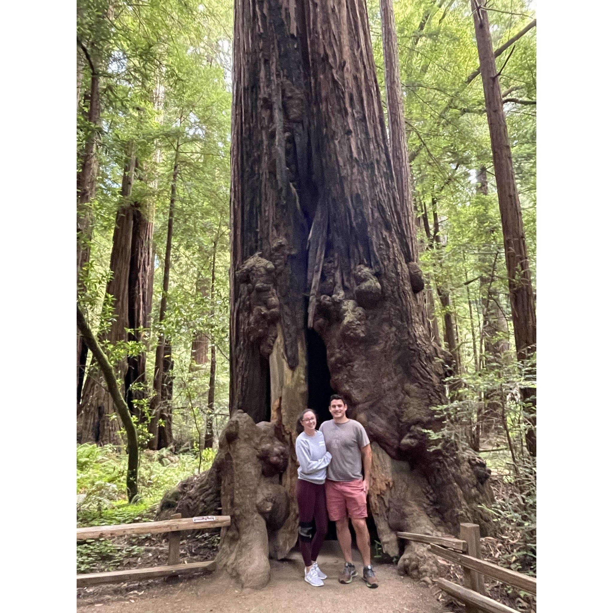 Muir Woods, California