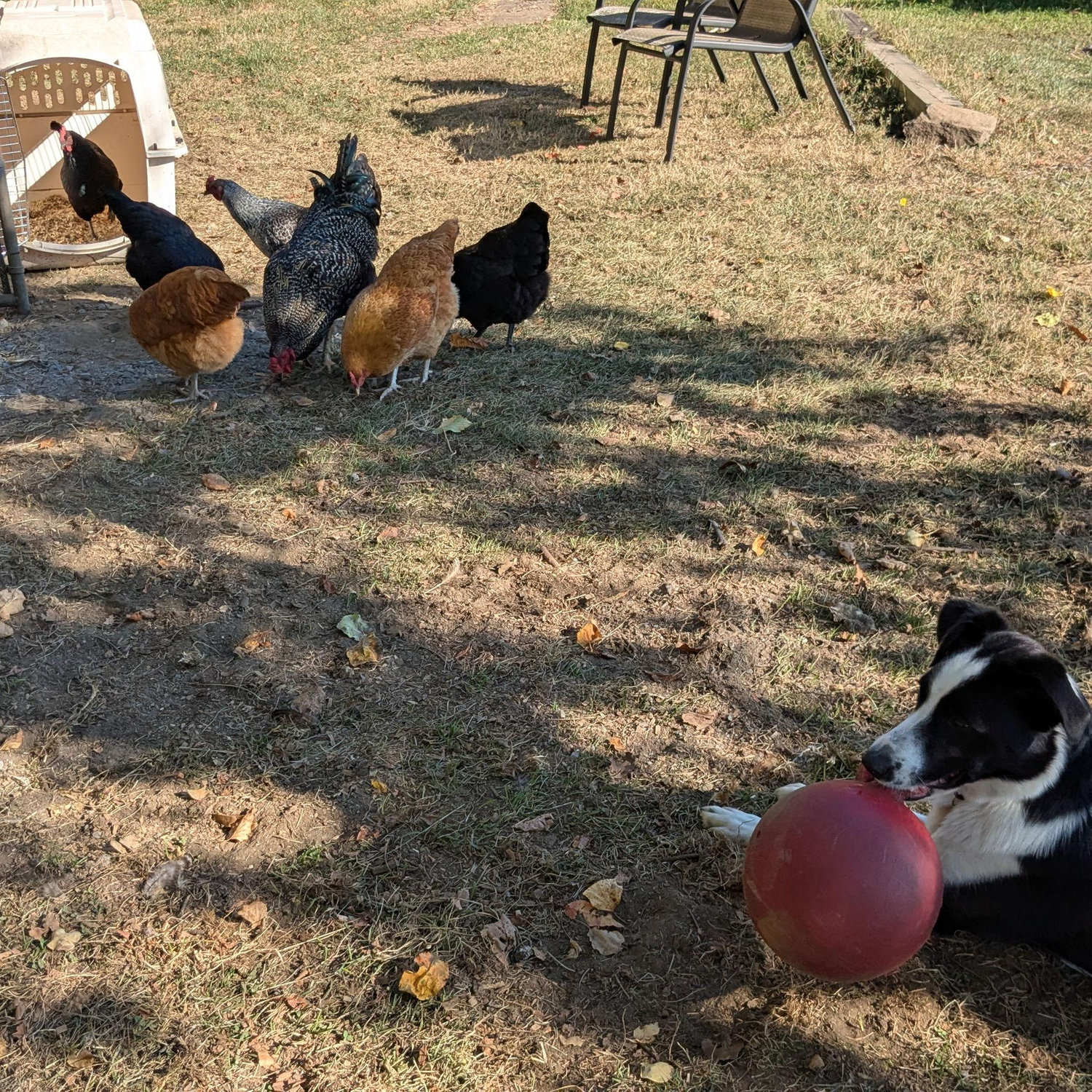 Bosun, ball, chickens.