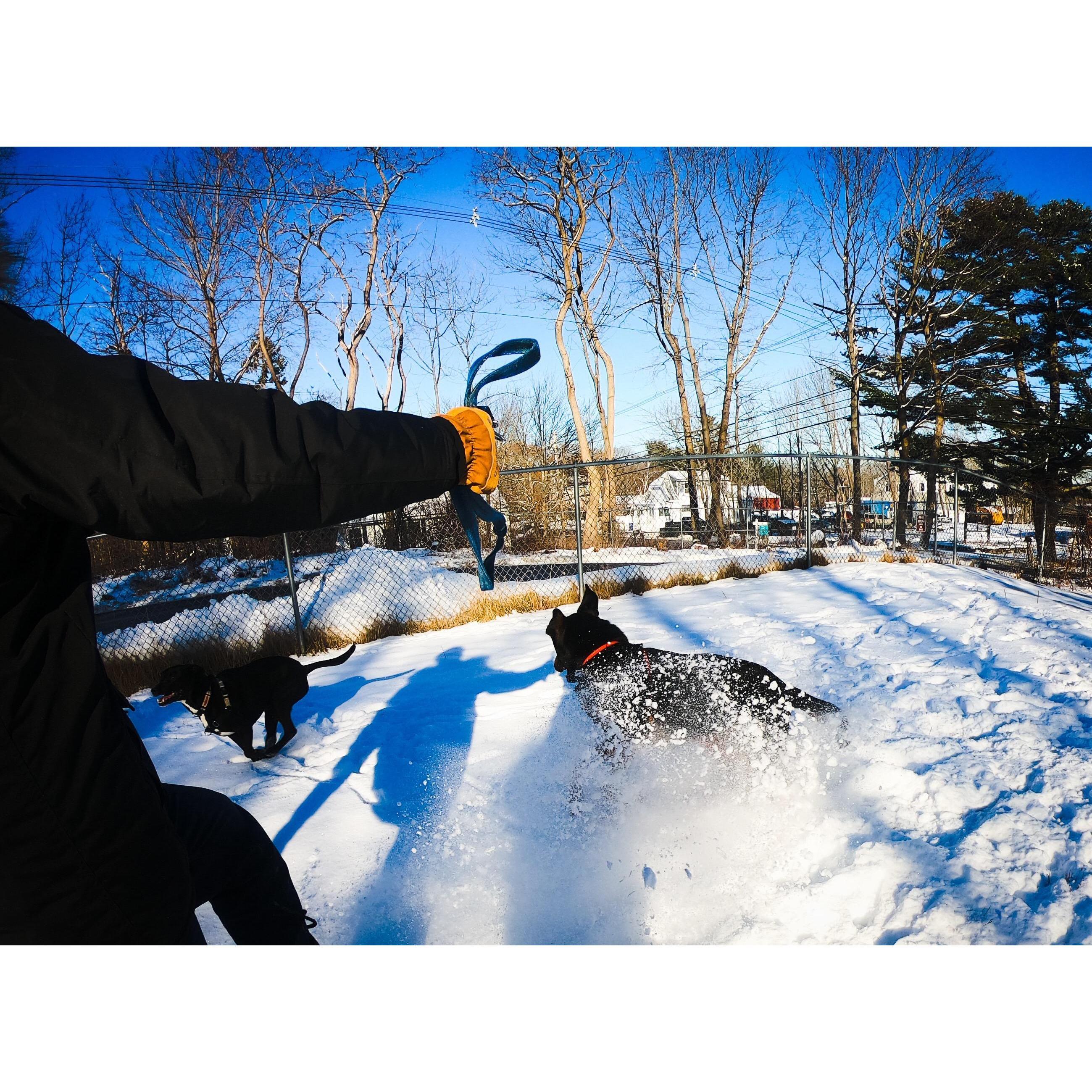 Puppy playing in the snow