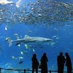 The Dallas World Aquarium