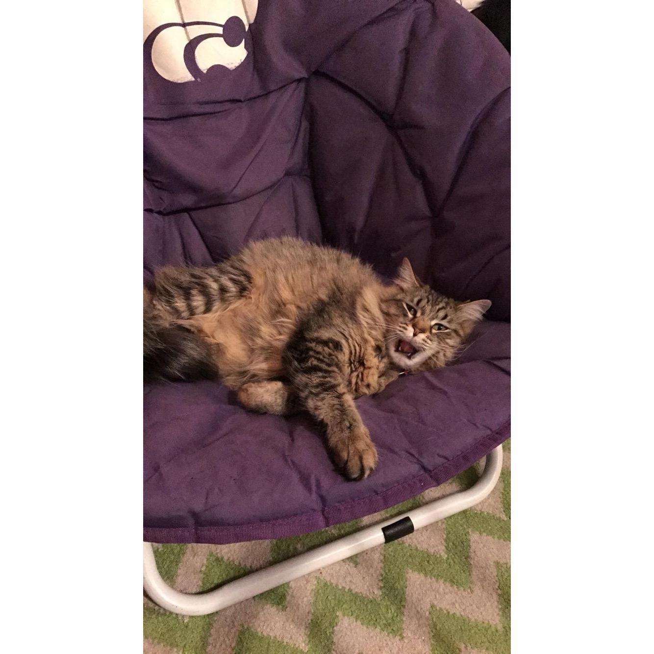 Roma mid-yawn but it looks more like an attack!