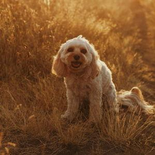 Emmy's Dog Treat Fund