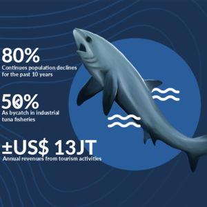 Donation to Thresher Shark Indonesia