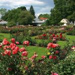 Central Park Rose Gardens