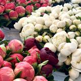 Ithaca Farmers Market