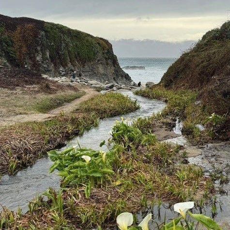 Calla lillies only bloom in one special place along the coastline. Guess what my wedding flower will be?