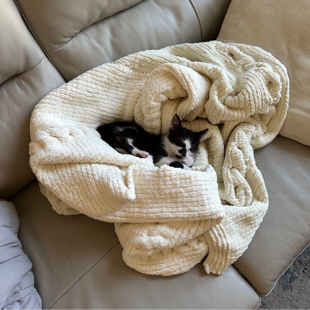 May 28, 2024 - We got our first pet together! A little kitten named Davis, after the university where we met!