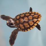 Georgia Sea Turtle Center