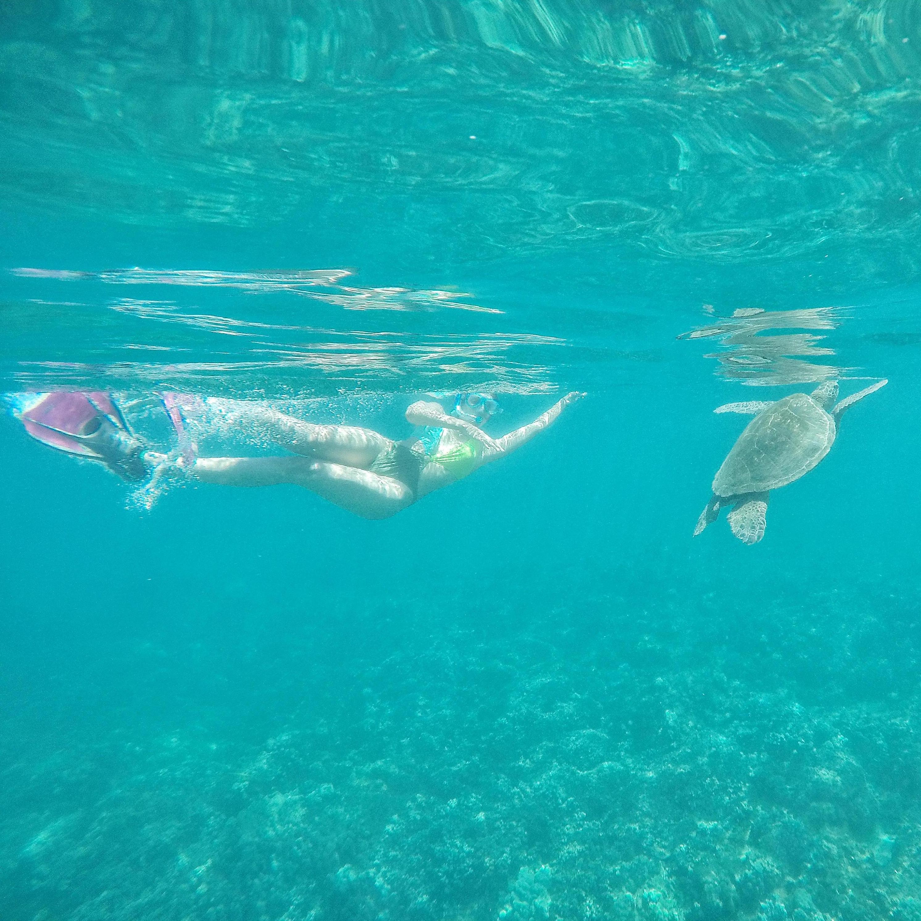 Snorkeling with sea turtles in Maui!