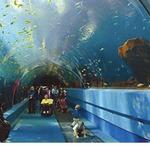 Georgia Aquarium