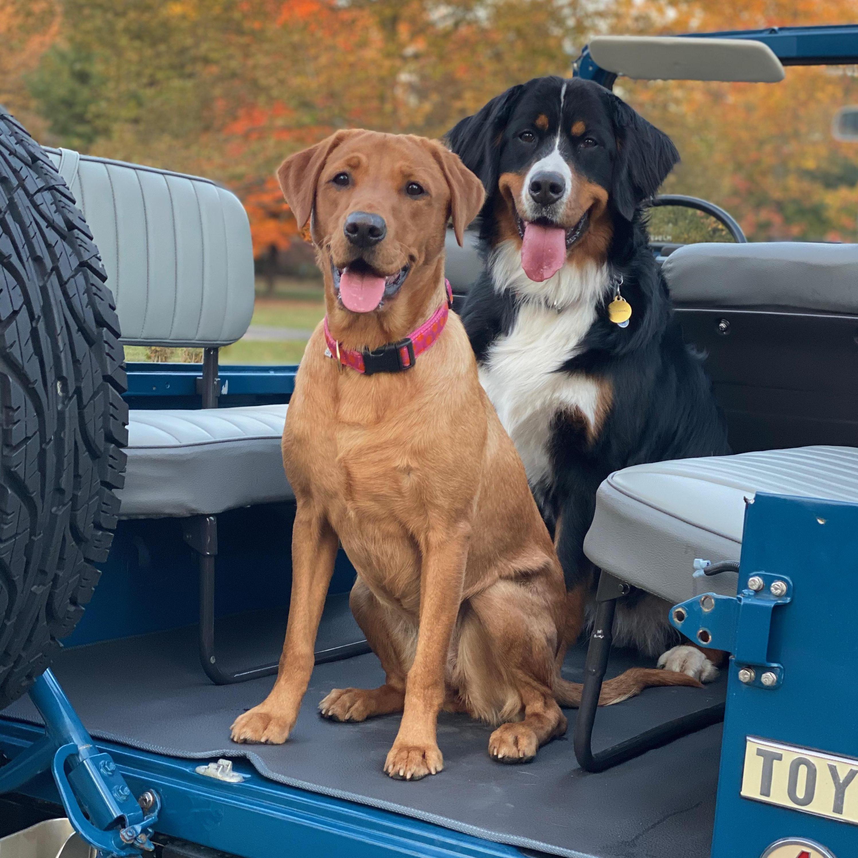 Koda & Junie