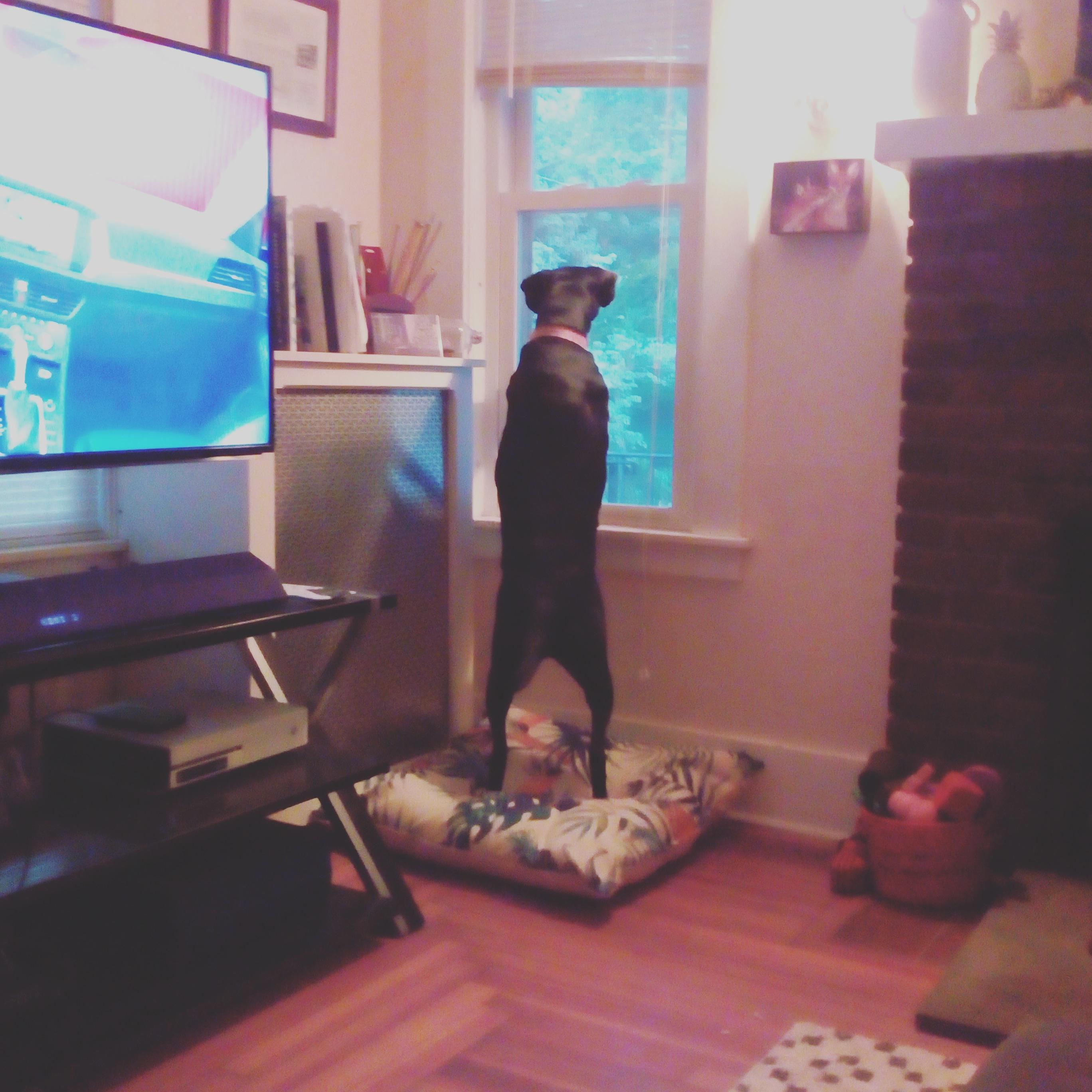 Basil is the nosiest of Nellies.