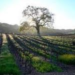 Paso Robles Wineries