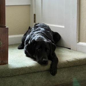 Year's Supply Of Zeus Treats