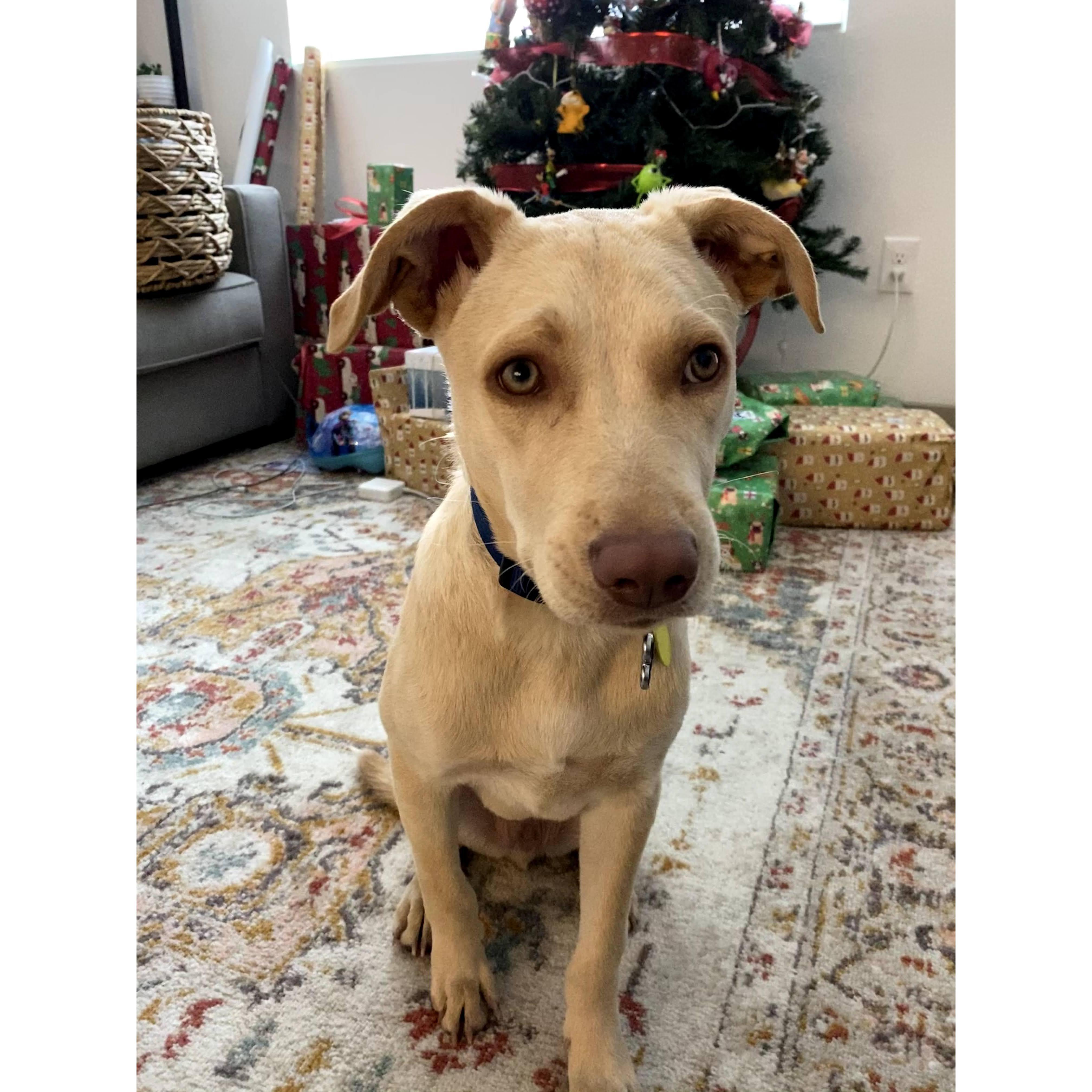 Gus - adopted in November 2020