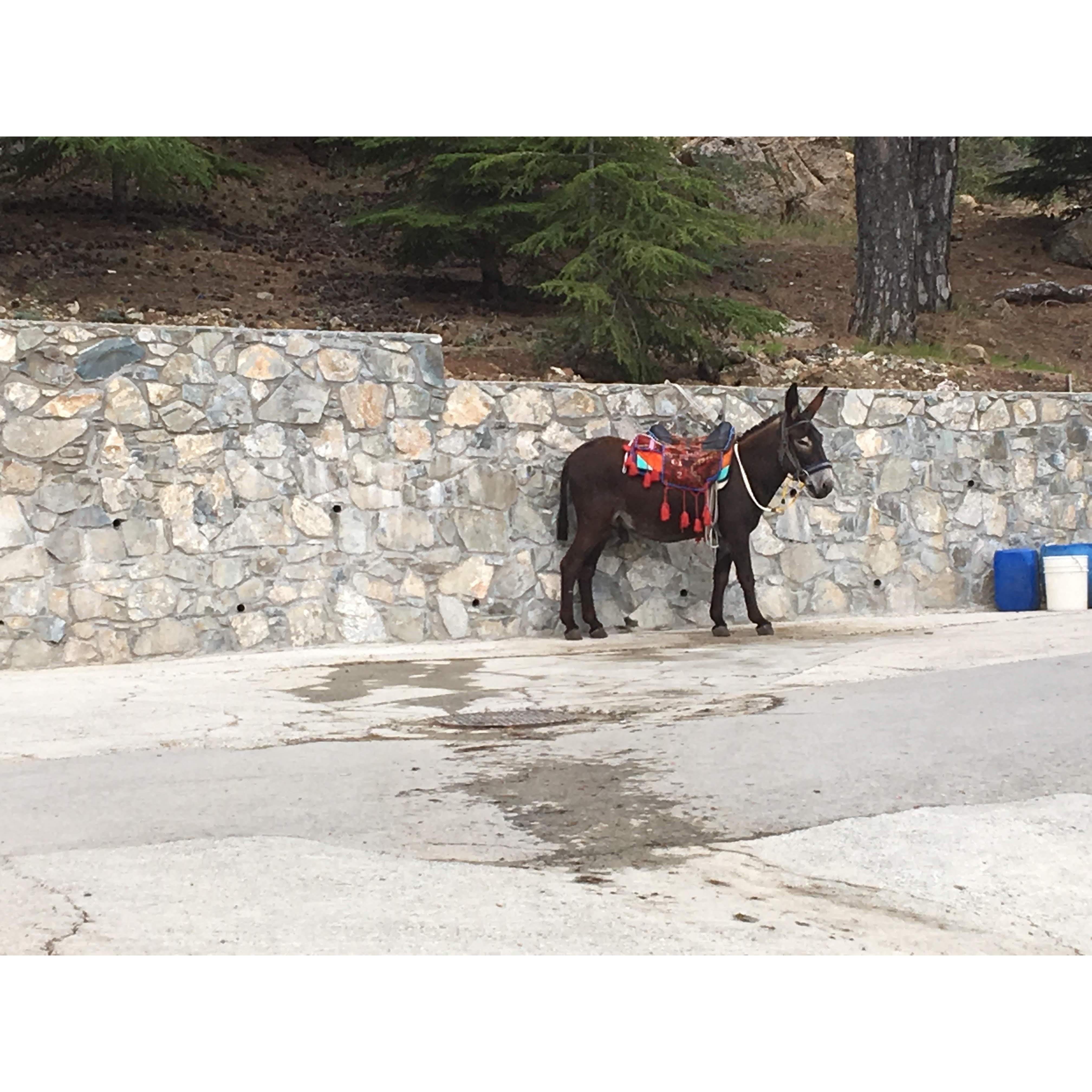 Our friend the Cypriot Donkey