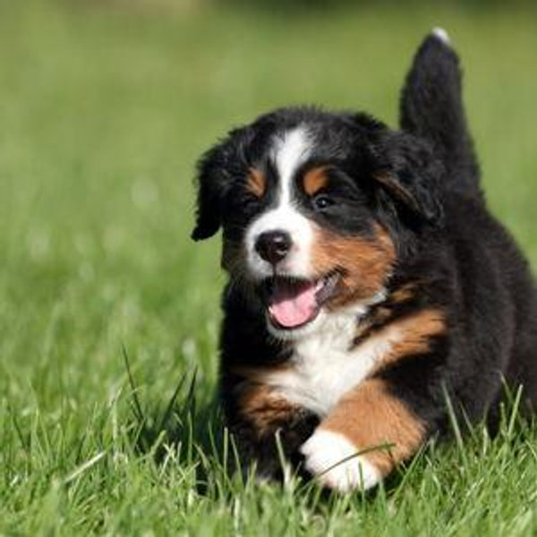 Our New Puppy