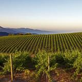 Caymus Vineyards
