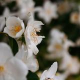 Minnesota Landscape Arboretum