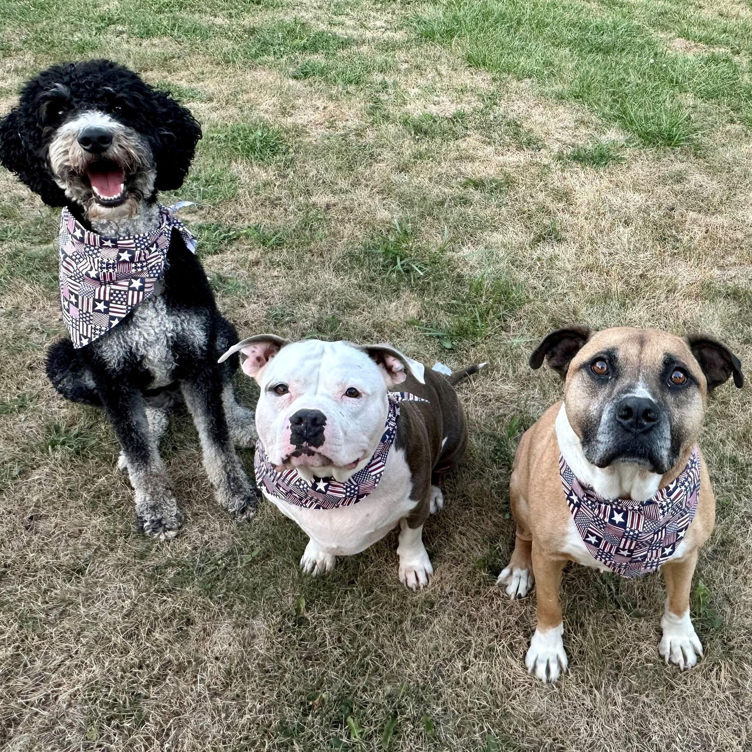 Our pack!