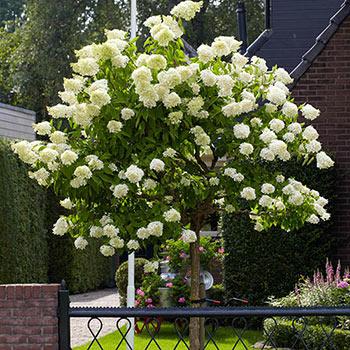 Peegee Hydrangea Tree