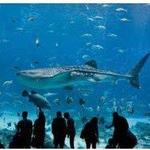 The Dallas World Aquarium