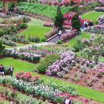 International Rose Test Garden