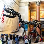 American Museum of Natural History