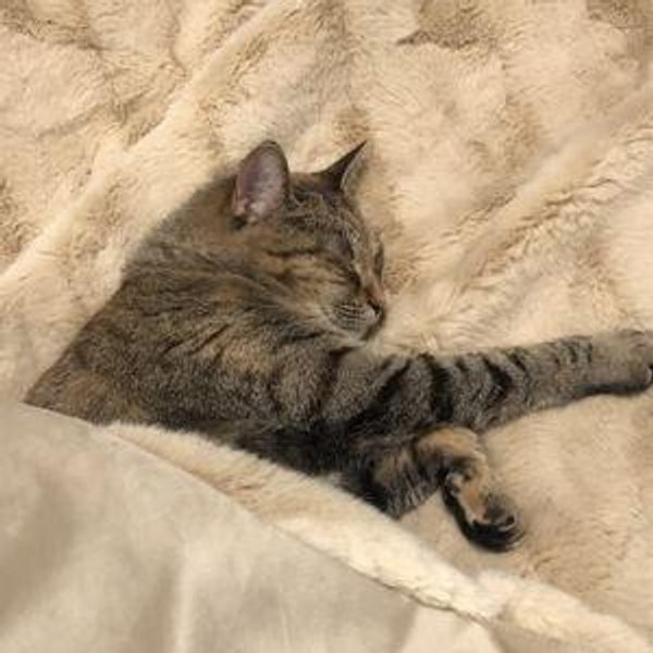 Our Pet Toy and Treats Fund