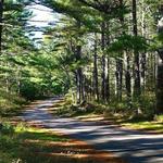 Myles Standish State Forest
