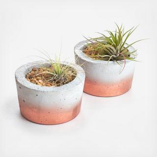 2-Piece Barrel Classic Planter with Air Plant Set