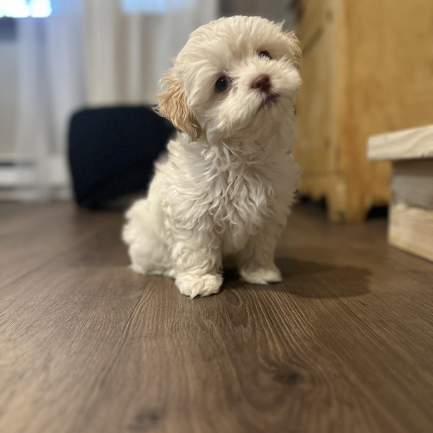 This is our newest fur baby Rollo