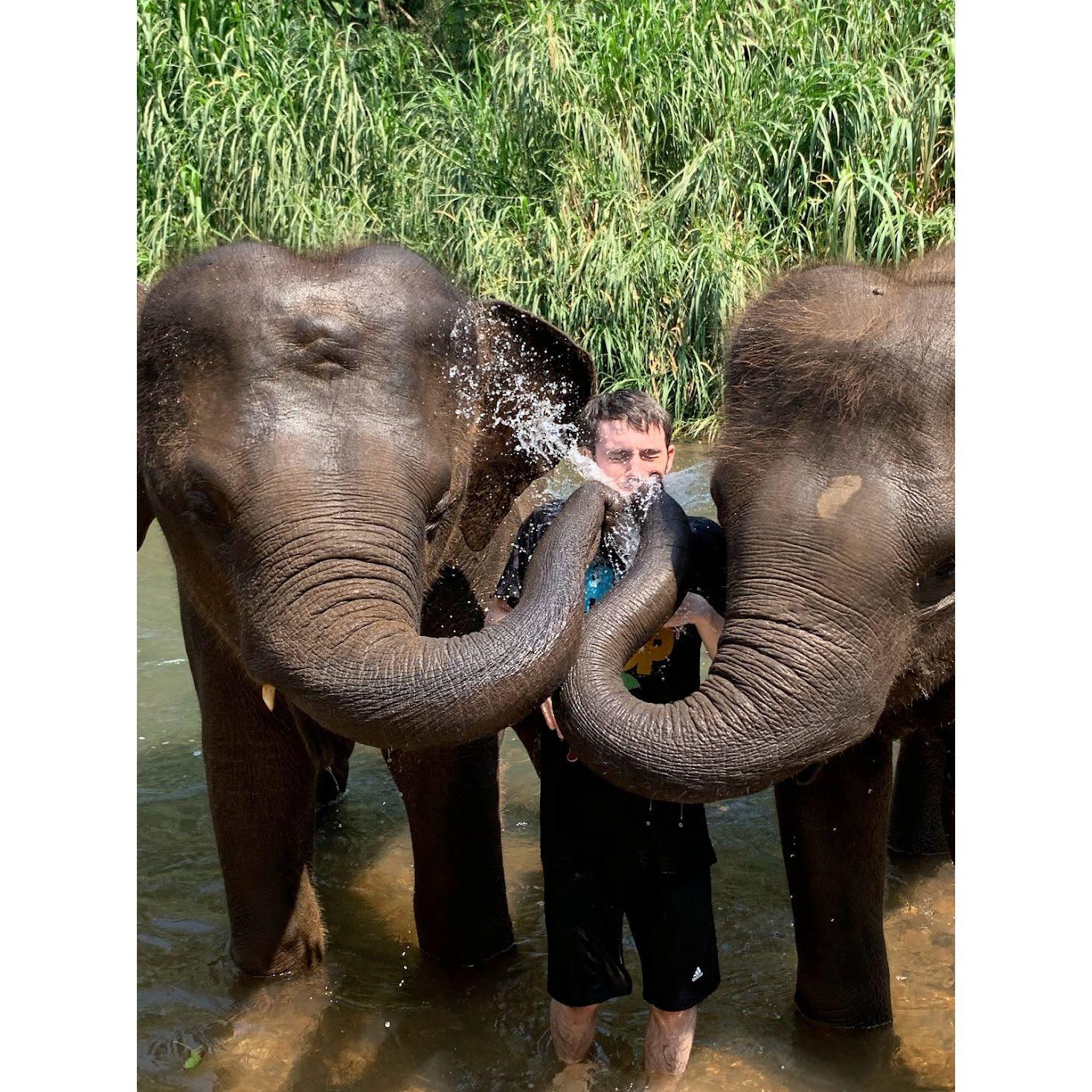 These Thai elephants sure knew how to pose for the photo-op!