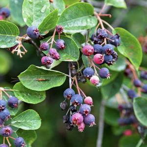 Serviceberry Bushes