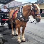 Horse- Drawn Carriage Ride