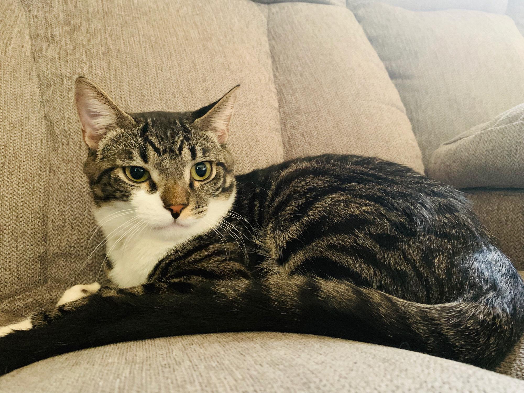 Simba