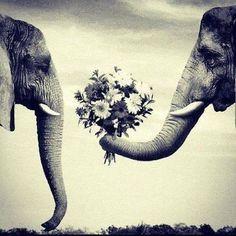 The Wedding Website of Laura Quinones and Pablo Espichan