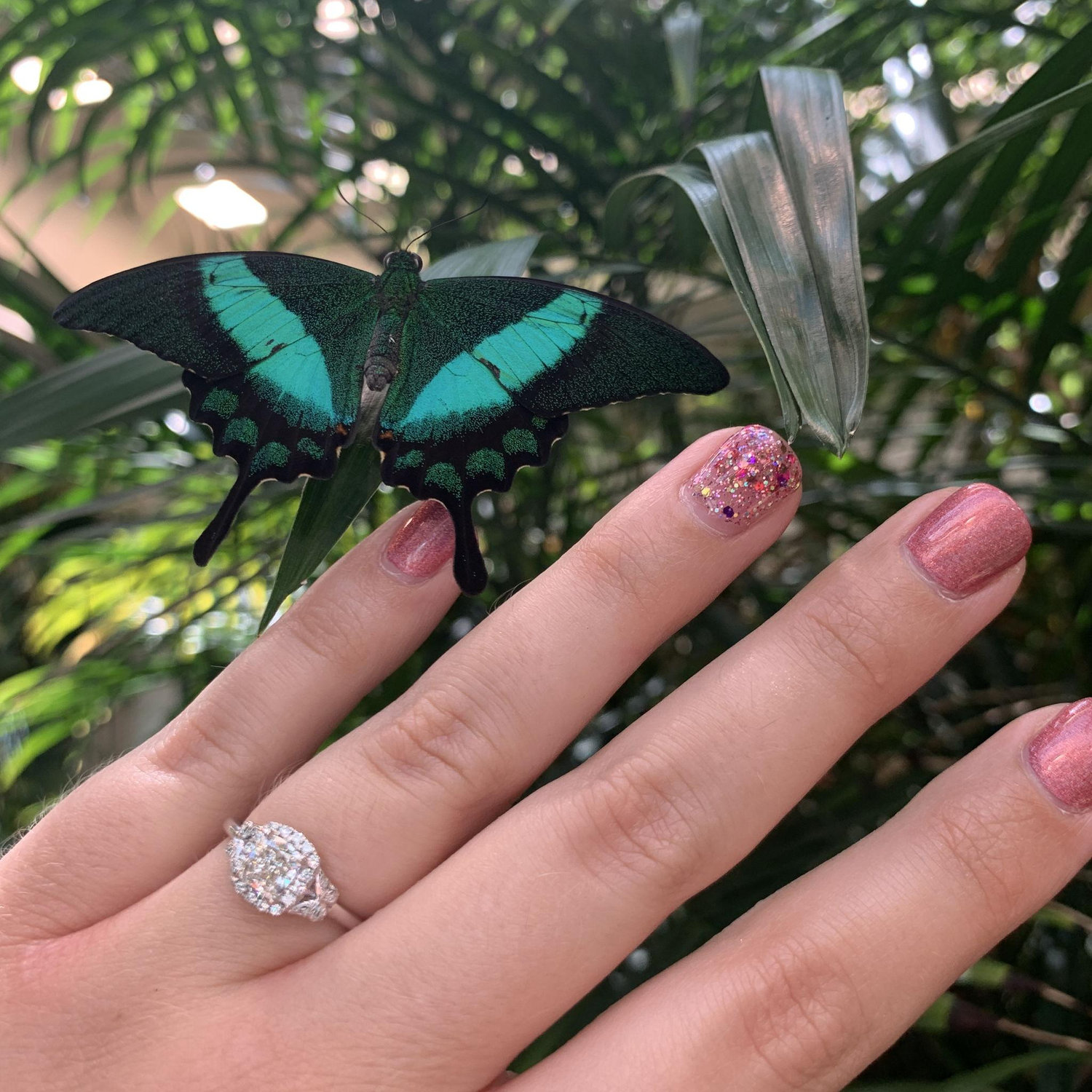 7/12/2021 Engaged at Hershey Gardens π¦β€οΈπ