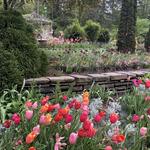 Sarah P. Duke Gardens