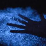 Bioluminescent Bays
