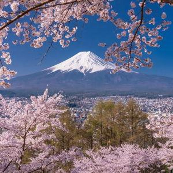 Honeymoon in Japan Fund