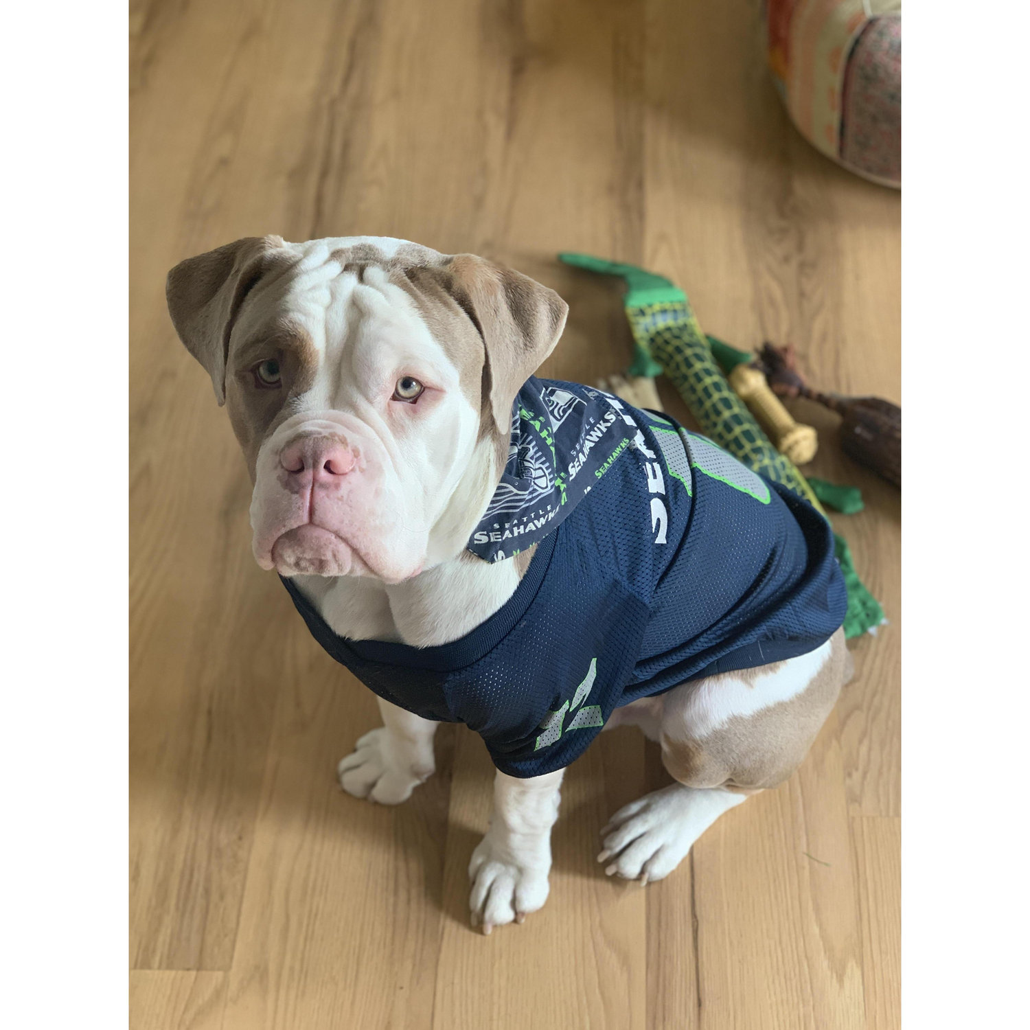 Anyone who knows us knows that our dogs are our lives. So, it felt only necessary to include Bronson and our boys in doggie heaven, Maximus and Louie because they were and are a big part of our story