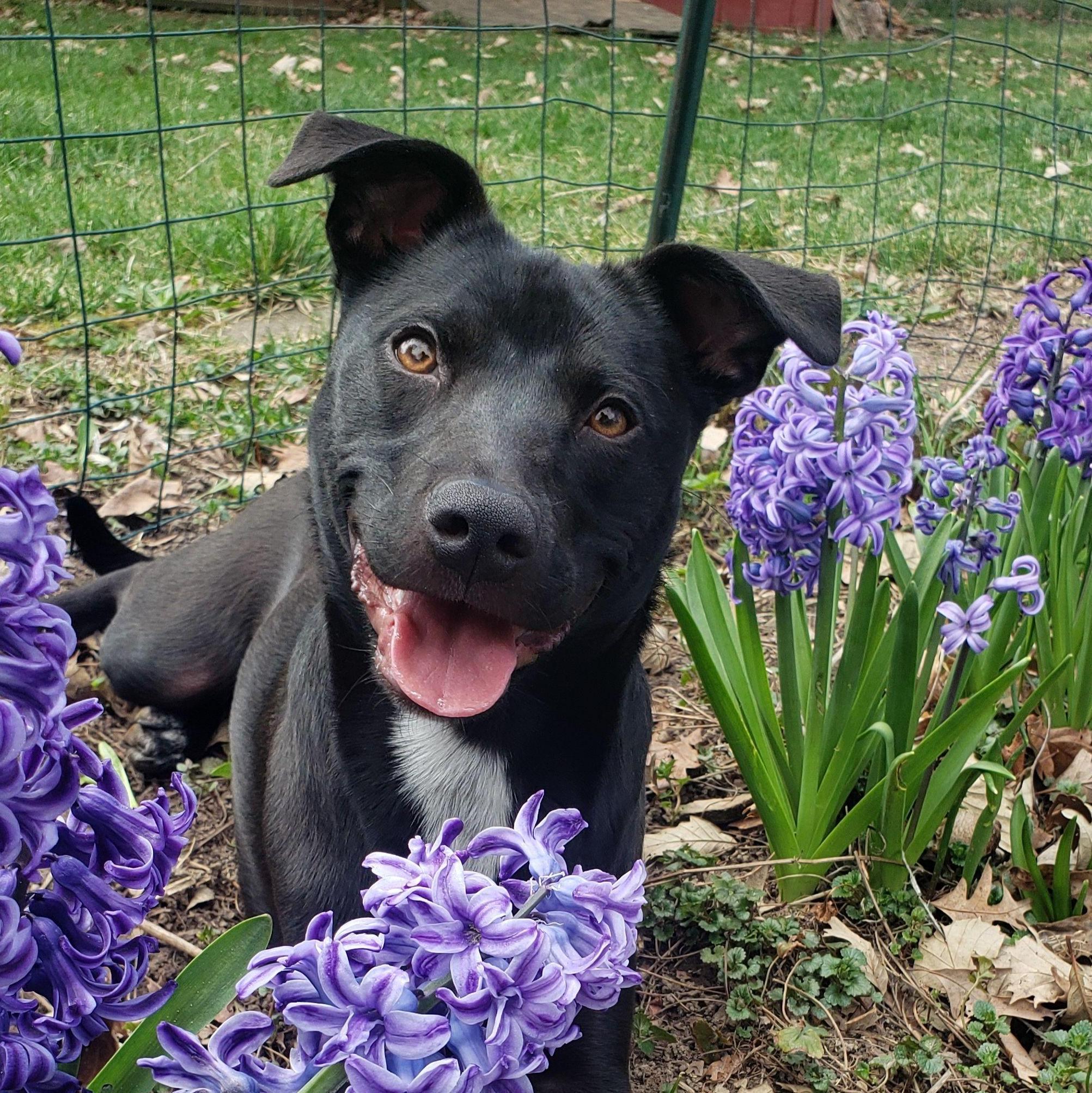 Ivy enjoying the flowers. Toledo, Ohio 2023
