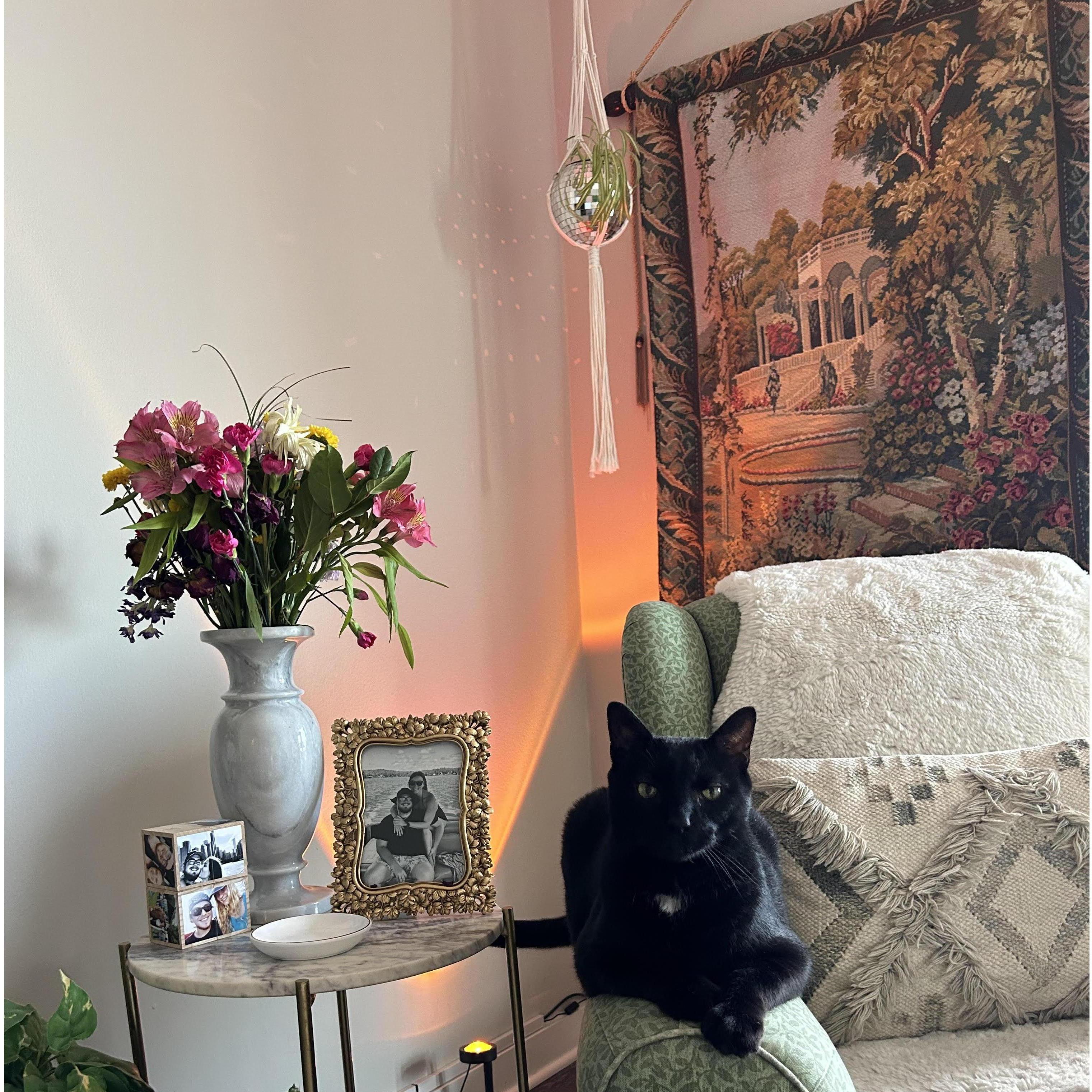 Our cat Oliver (Kiki)