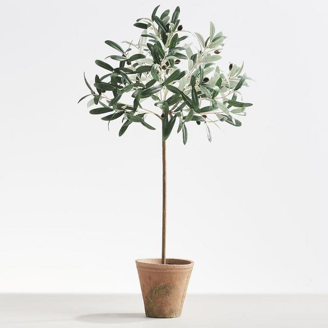 Potted Olive Tree, Tall, Green