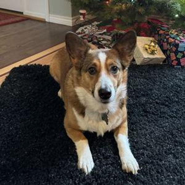 Honeymoon pet sitter for Maggie and Milo