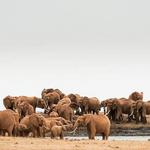 Sheldrick Center