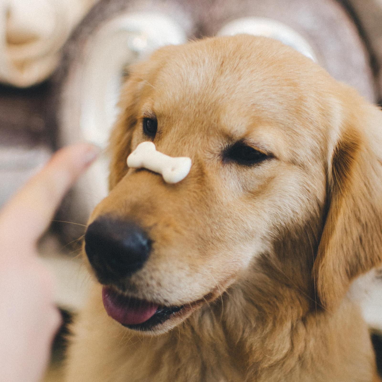 Year's Supply Of Pet Treats